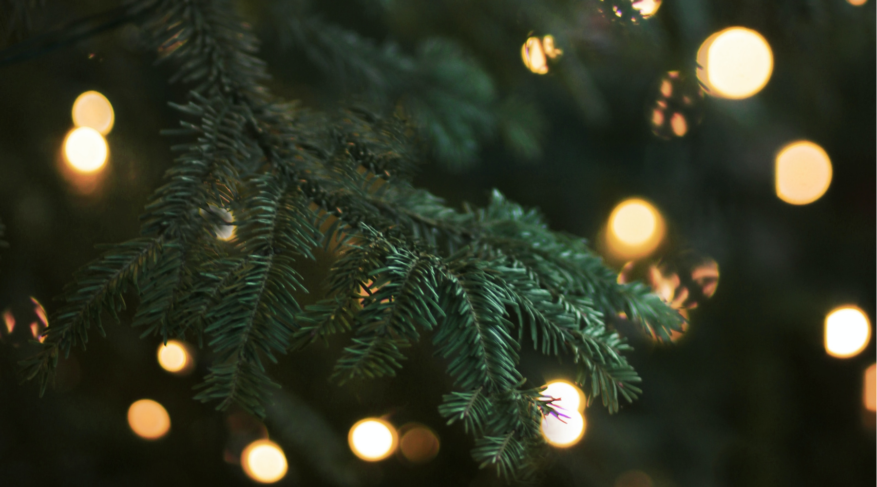 Alles über einen nachhaltigen Weihnachtsbaum